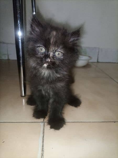 cat for sell 3