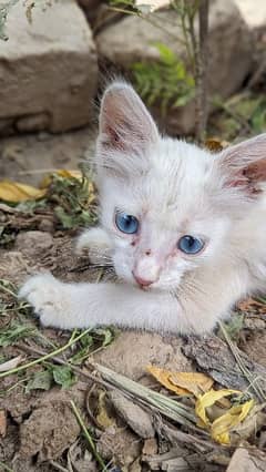 Blue eyes Russian cat.
