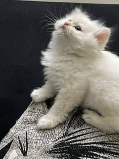 Persian Kitten Pure Bred Triple Coated White Himaliyan