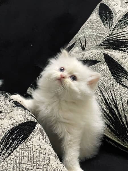 Persian Kitten Pure Bred Triple Coated Fawn And White Himaliyan 3