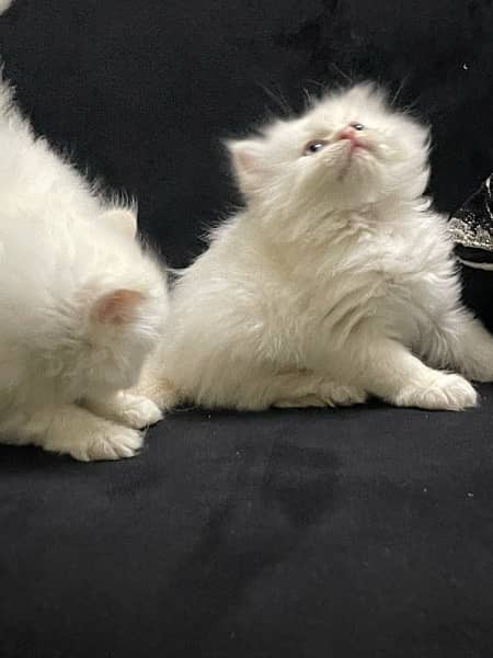 Persian Kitten Pure Bred Triple Coated Fawn And White Himaliyan 4