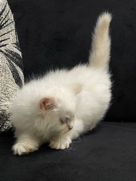 Persian Kitten Pure Bred Triple Coated Fawn And White Himaliyan 5