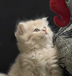 Persian Kitten Pure Bred Triple Coated Fawn And White Himaliyan