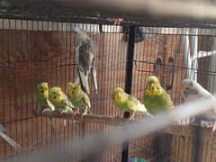 home bread budgies for sale 200 per piece