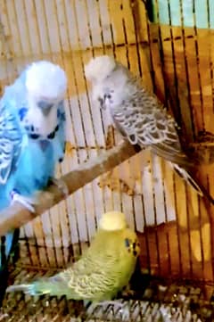 Exhibition budgie males