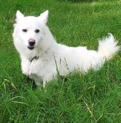 Loving Russian Female Dog for Sale -, Healthy & Playful!