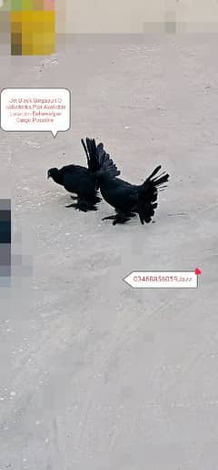 Singapuri Jet Black Chicks Pair