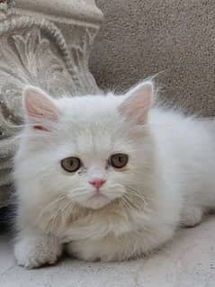 Persian male Kitten punch face
