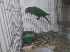 green conure