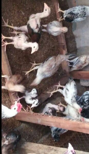 aseel, dysi aseel n butter cup chicks 3