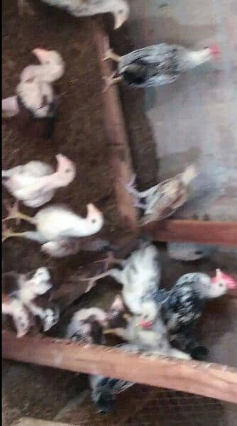 aseel, dysi aseel n butter cup chicks 4