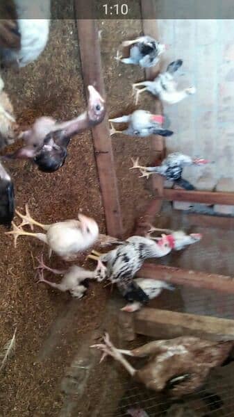 aseel, dysi aseel n butter cup chicks 6