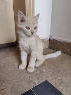 Persian Male cat