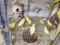 Austrian budgies black and red eyes 0