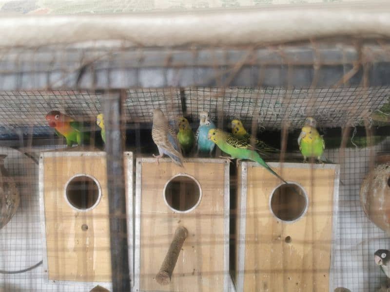 Austrian budgies black and red eyes 3