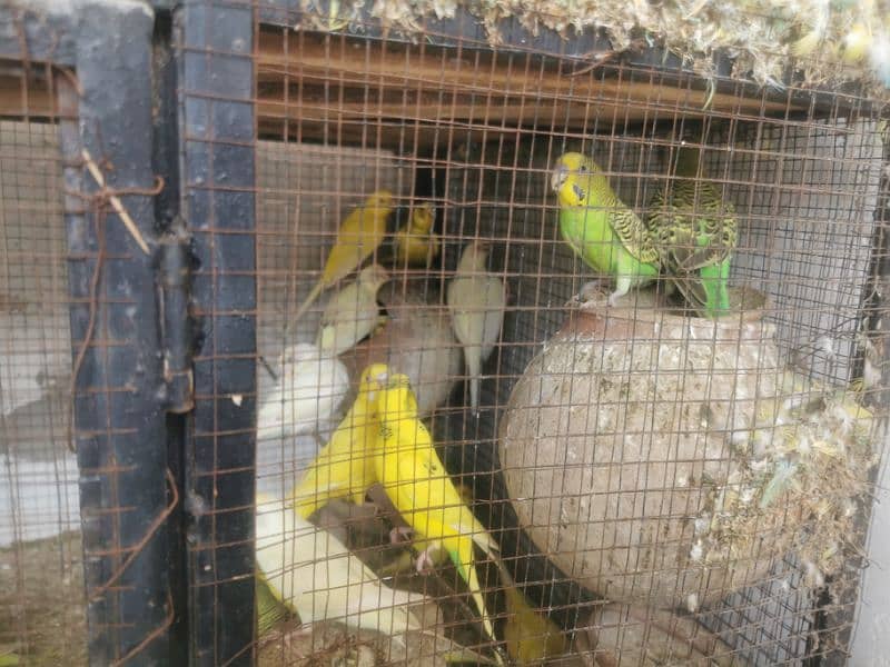 Austrian budgies black and red eyes 5