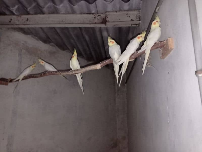 cockatiels for Sale 0