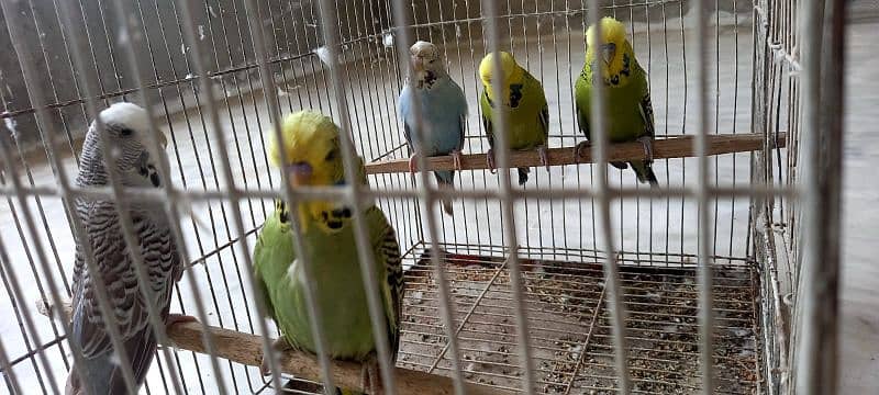 Exhibition budgies good pedigree line lesser birds 0