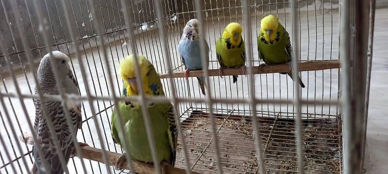 Exhibition budgies good pedigree line lesser birds 1