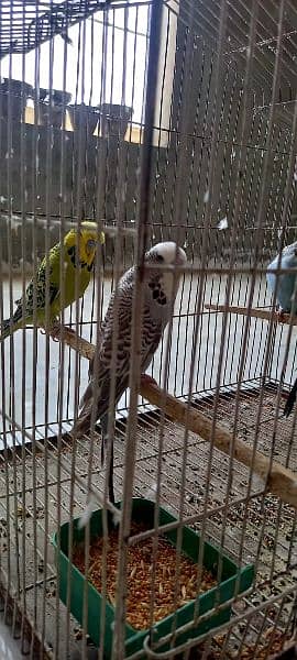 Exhibition budgies good pedigree line lesser birds 3