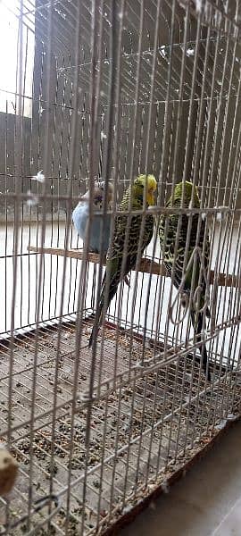 Exhibition budgies good pedigree line lesser birds 4