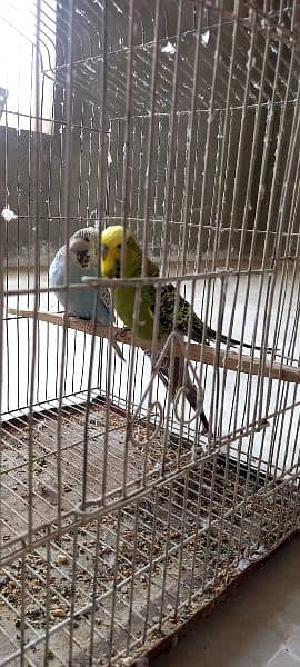 Exhibition budgies good pedigree line lesser birds 5