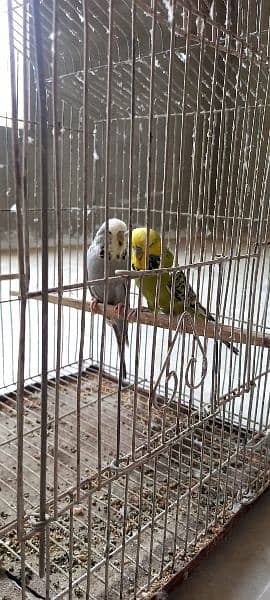 Exhibition budgies good pedigree line lesser birds 6