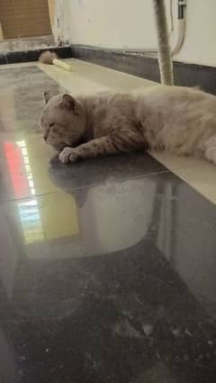 Persian male cat for sale 0