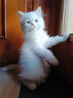 Persian male Kitten sale