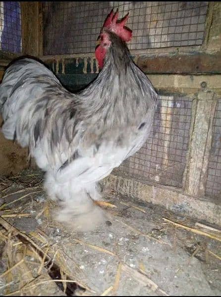 BANTAM MALE HEALTHY & ACTIVE 0