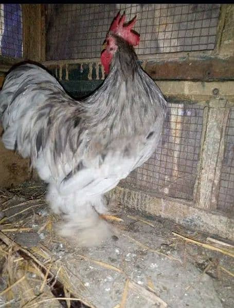 BANTAM MALE HEALTHY & ACTIVE 2