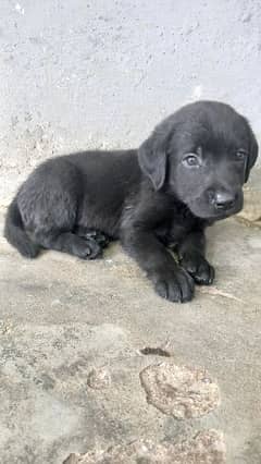 Labrador Pups