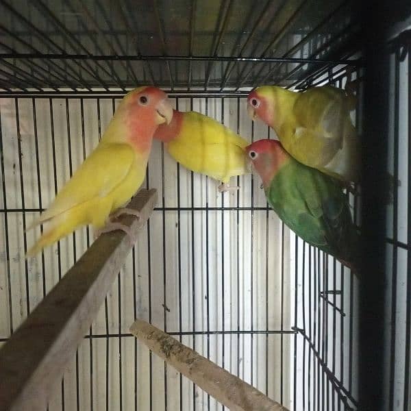 LoveBirds Home Breed 0