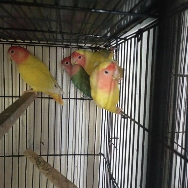 LoveBirds Home Breed 1