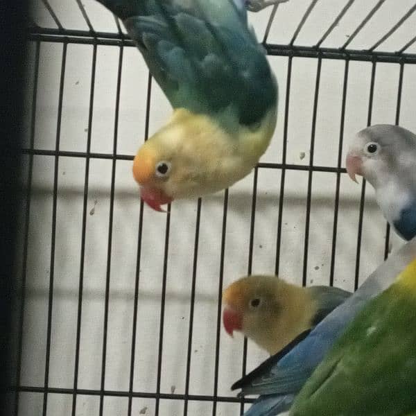 LoveBirds Home Breed 5