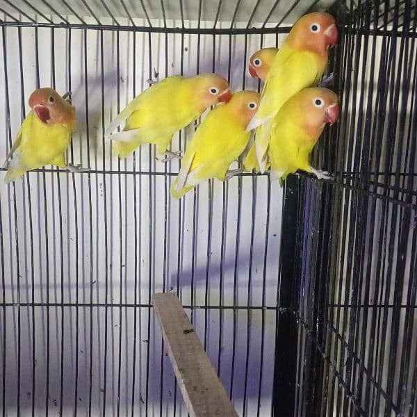 LoveBirds Home Breed 8