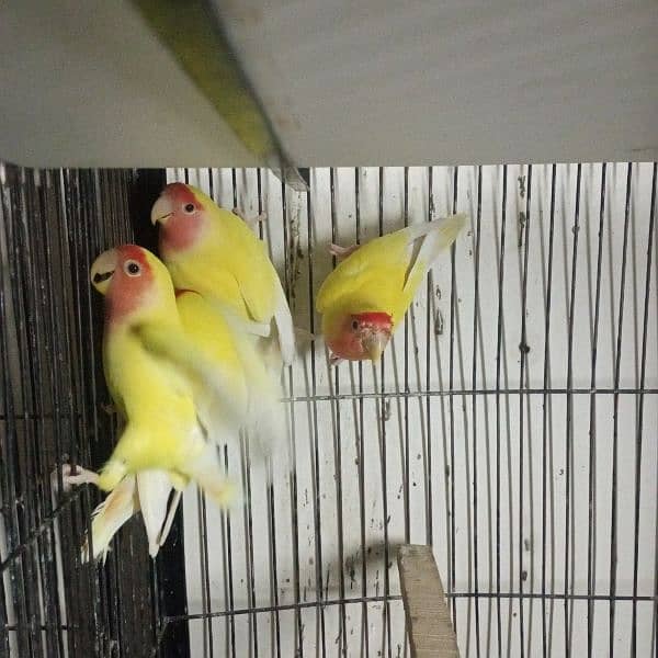 LoveBirds Home Breed 9