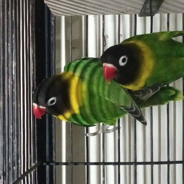 LoveBirds Home Breed 10