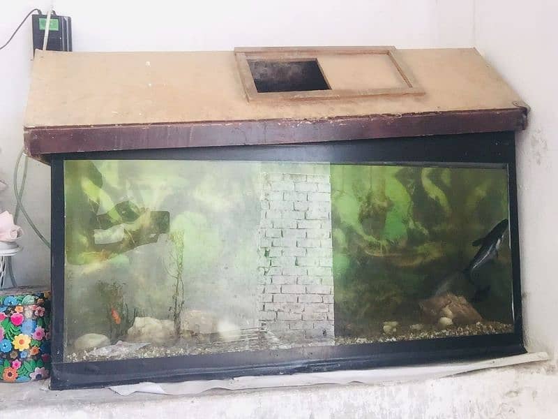 fish aquarium  and all fish sell with tank 1