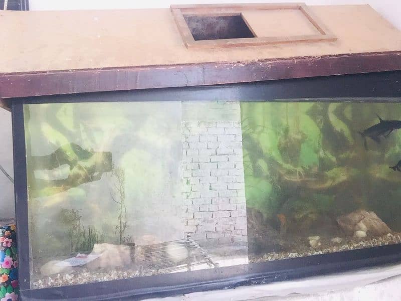 fish aquarium  and all fish sell with tank 2