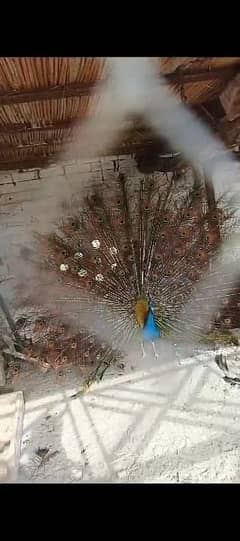 peacock breder