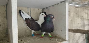 Ababeel goola pigeons