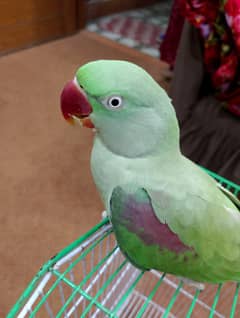 Raw Parrot Female with Cage