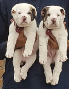 king alabai puppies pair full security dogs for sale cargo available