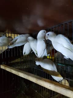 all birds for sale 03447884589 0
