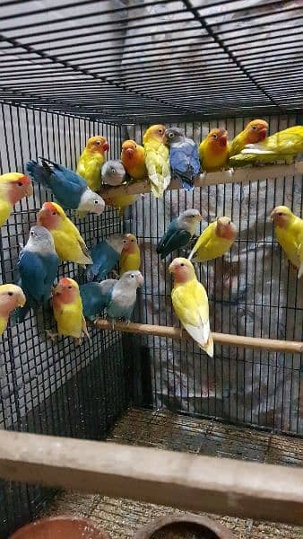 all birds for sale 03447884589 3
