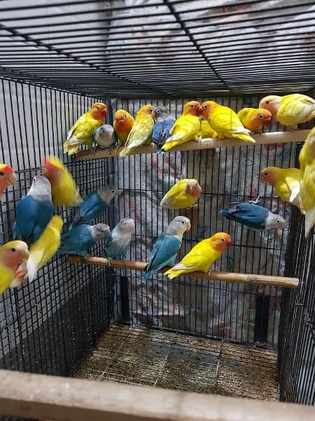 all birds for sale 03447884589 5