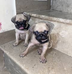 Pug puppies are available for sale