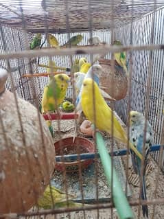 1 peace price 200 . Australian parrot . with cage and 6 matkas.