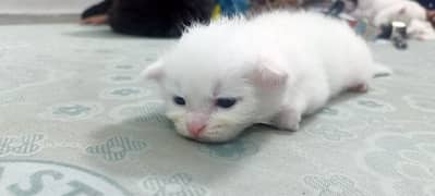 Triple coated White persian kitten with blue eyes